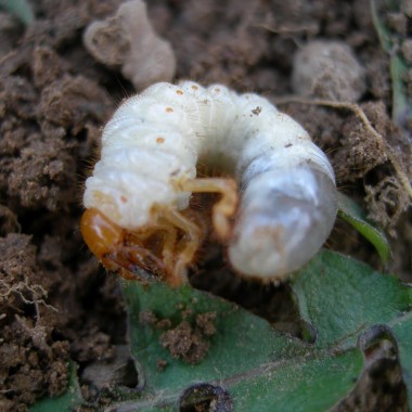 NEMATODAI – biologinė kenkėjų kontrolė